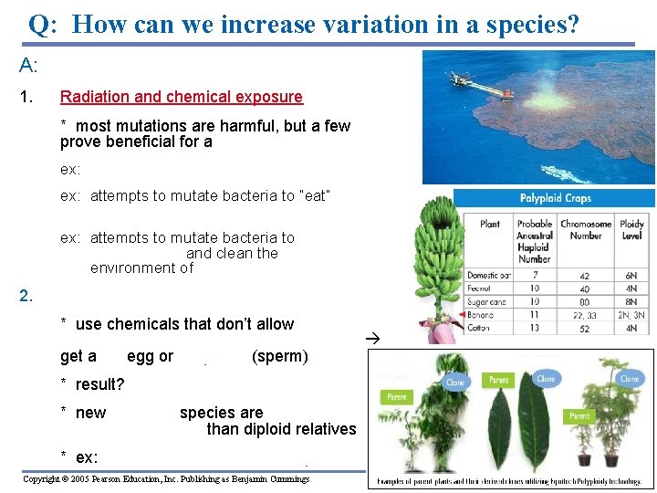 Q: How can we increase variation in a species? A: Cause Mutations 1. Radiation