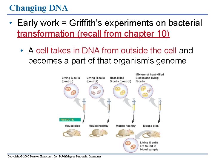 Changing DNA • Early work = Griffith’s experiments on bacterial transformation (recall from chapter