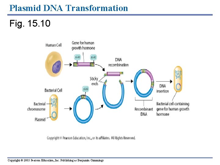 Plasmid DNA Transformation Fig. 15. 10 Copyright © 2005 Pearson Education, Inc. Publishing as