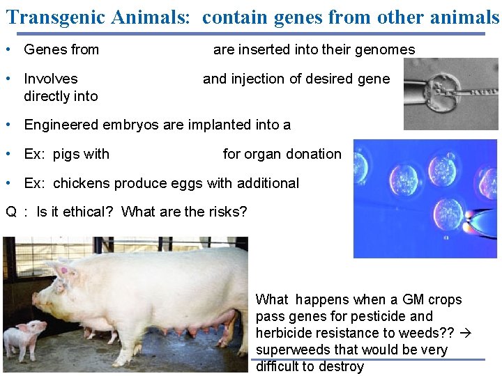 Transgenic Animals: contain genes from other animals • Genes from other organisms are inserted