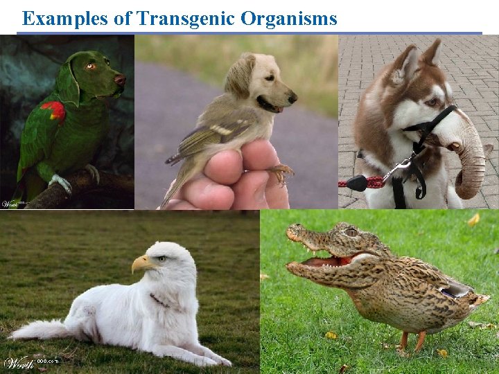 Examples of Transgenic Organisms Copyright © 2005 Pearson Education, Inc. Publishing as Benjamin Cummings