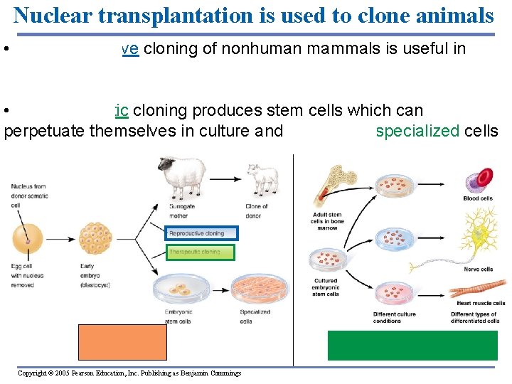 Nuclear transplantation is used to clone animals • * Reproductive cloning of nonhuman mammals