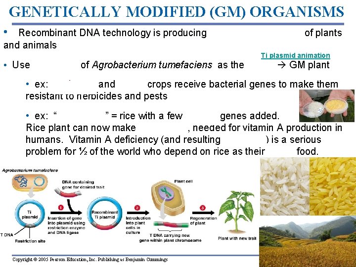 GENETICALLY MODIFIED (GM) ORGANISMS • Recombinant DNA technology is producing new genetic varieties of