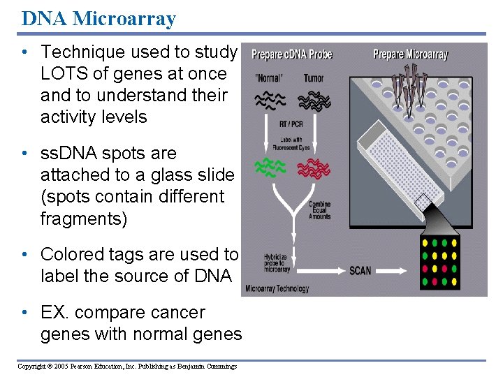 DNA Microarray • Technique used to study LOTS of genes at once and to DNA Microarray • Technique used to study LOTS of genes at once and to