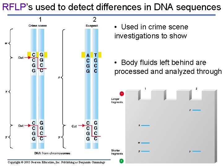 RFLP’s used to detect differences in DNA sequences 1 2 • Used in crime