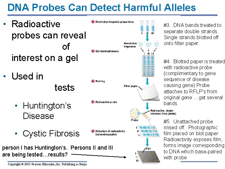 DNA Probes Can Detect Harmful Alleles • Radioactive probes can reveal DNA bands of