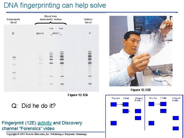 DNA fingerprinting can help solve crimes, paternity suits Defendant’s blood Blood from defendant’s clothes