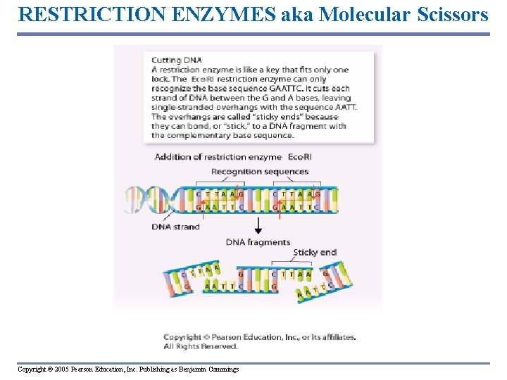 RESTRICTION ENZYMES aka Molecular Scissors Copyright © 2005 Pearson Education, Inc. Publishing as Benjamin