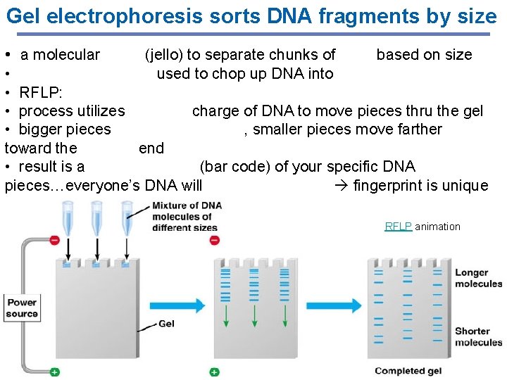 Gel electrophoresis sorts DNA fragments by size • a molecular sieve (jello) to separate