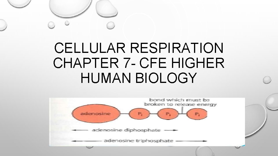 CELLULAR RESPIRATION CHAPTER 7 - CFE HIGHER HUMAN BIOLOGY 