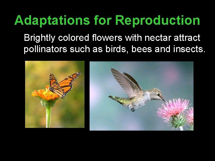 Adaptations for Reproduction Brightly colored flowers with nectar attract pollinators such as birds, bees