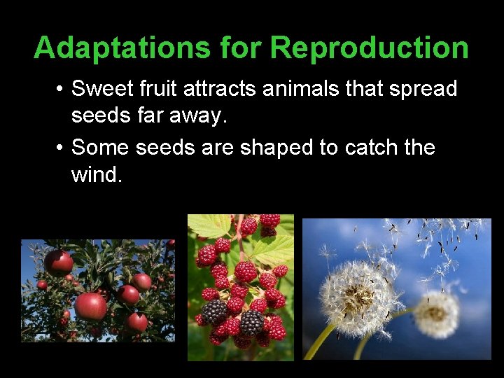 Adaptations for Reproduction • Sweet fruit attracts animals that spread seeds far away. •