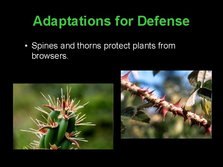 Adaptations for Defense • Spines and thorns protect plants from browsers. 