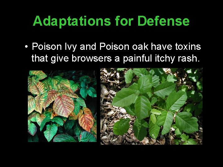 Adaptations for Defense • Poison Ivy and Poison oak have toxins that give browsers