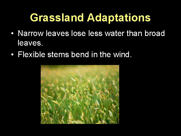 Grassland Adaptations • Narrow leaves lose less water than broad leaves. • Flexible stems