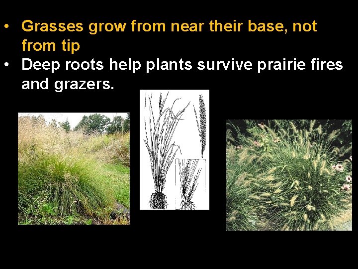  • Grasses grow from near their base, not from tip • Deep roots