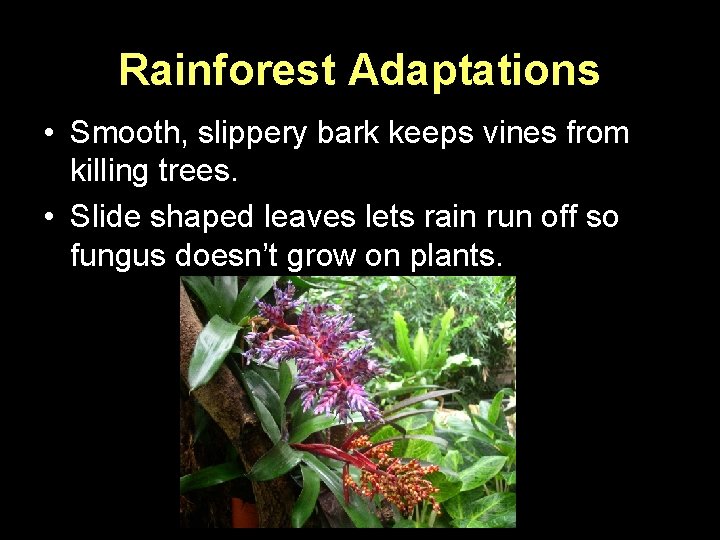 Rainforest Adaptations • Smooth, slippery bark keeps vines from killing trees. • Slide shaped