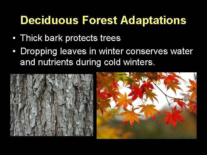Deciduous Forest Adaptations • Thick bark protects trees • Dropping leaves in winter conserves