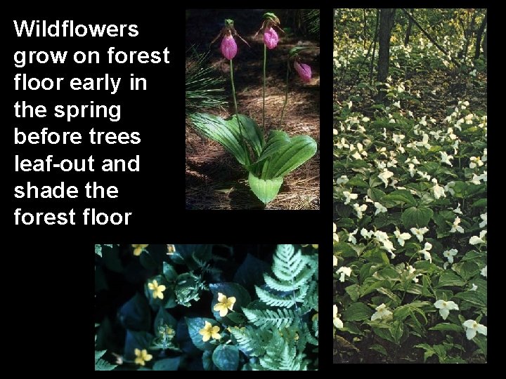 Wildflowers grow on forest floor early in the spring before trees leaf-out and shade
