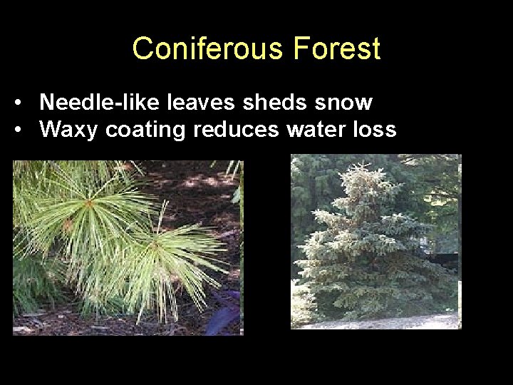 Coniferous Forest • Needle-like leaves sheds snow • Waxy coating reduces water loss 