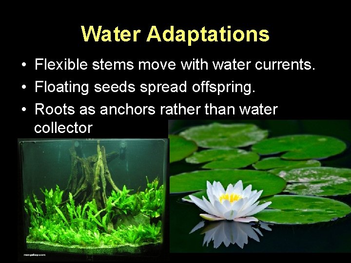 Water Adaptations • Flexible stems move with water currents. • Floating seeds spread offspring.