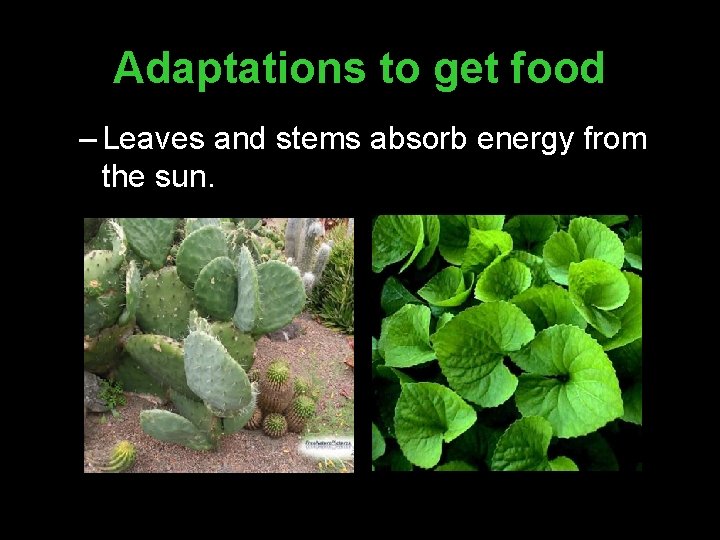 Adaptations to get food – Leaves and stems absorb energy from the sun. 