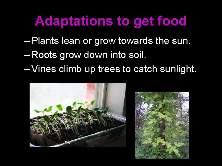 Adaptations to get food – Plants lean or grow towards the sun. – Roots