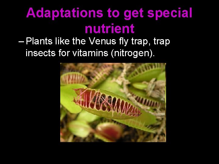 Adaptations to get special nutrient – Plants like the Venus fly trap, trap insects