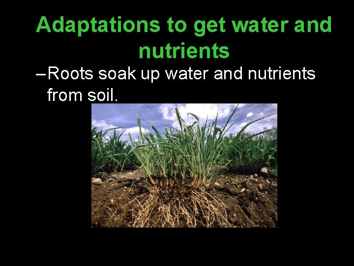 Adaptations to get water and nutrients – Roots soak up water and nutrients from