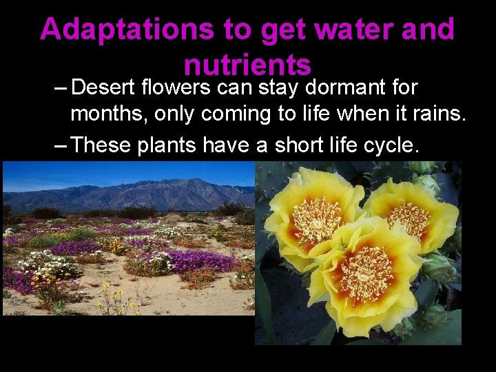 Adaptations to get water and nutrients – Desert flowers can stay dormant for months,