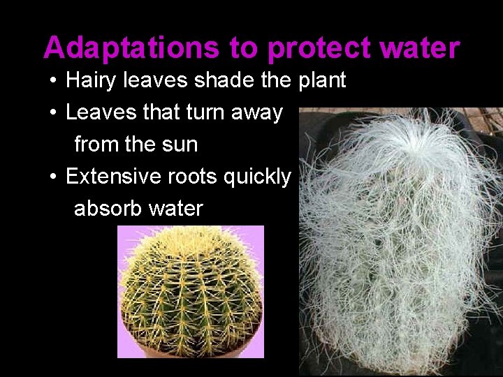 Adaptations to protect water • Hairy leaves shade the plant • Leaves that turn