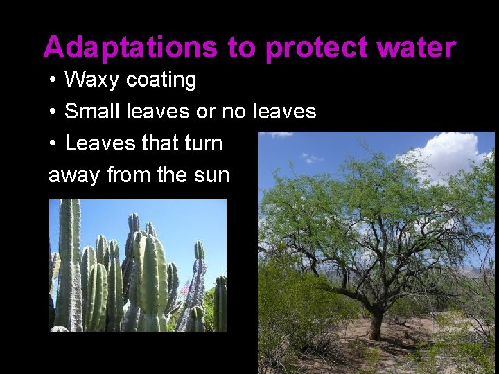 Adaptations to protect water • Waxy coating • Small leaves or no leaves •