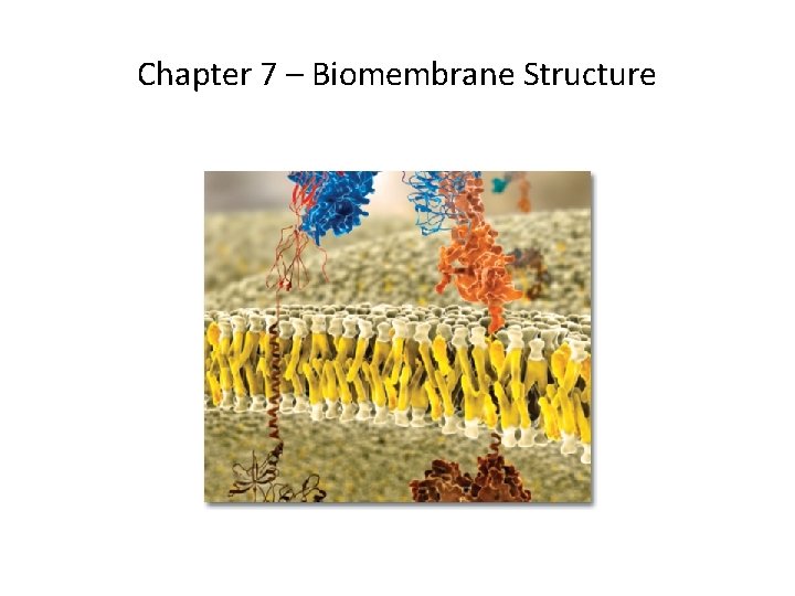 Chapter 7 – Biomembrane Structure 