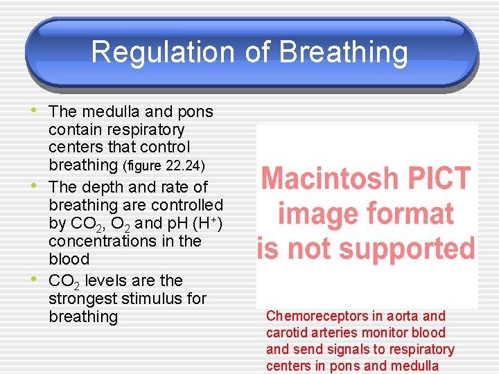 Regulation of Breathing • The medulla and pons • • contain respiratory centers that