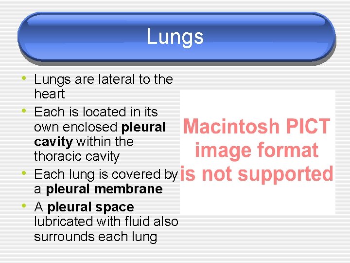 Lungs • Lungs are lateral to the • • • heart Each is located