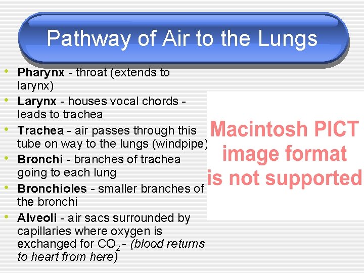 Pathway of Air to the Lungs • Pharynx - throat (extends to • •