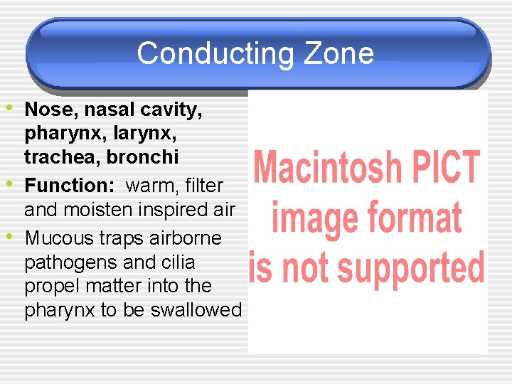 Conducting Zone • Nose, nasal cavity, • • pharynx, larynx, trachea, bronchi Function: warm,