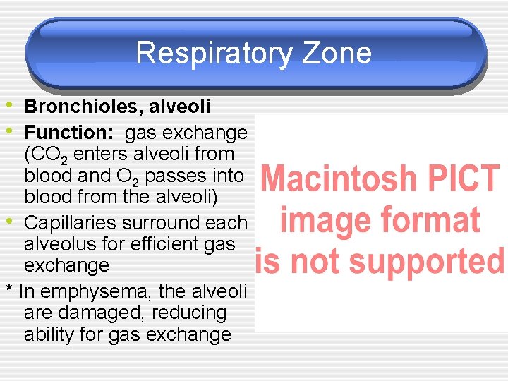 Respiratory Zone • Bronchioles, alveoli • Function: gas exchange (CO 2 enters alveoli from