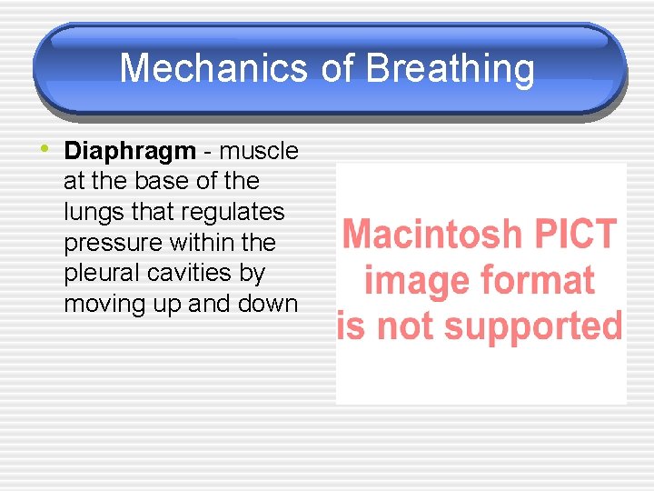 Mechanics of Breathing • Diaphragm - muscle at the base of the lungs that