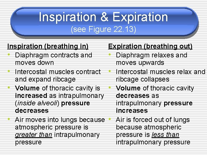 Inspiration & Expiration (see Figure 22. 13) Inspiration (breathing in) Expiration (breathing out) •