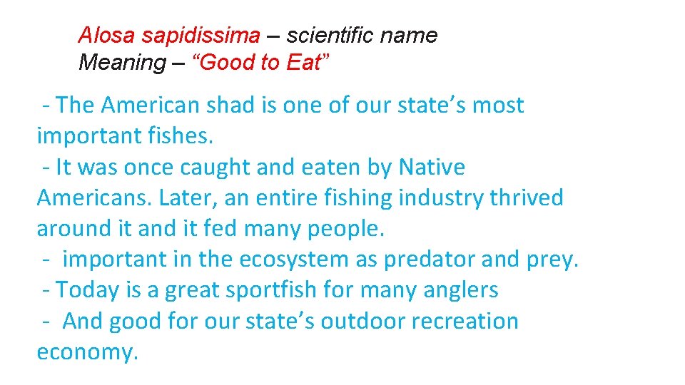 Alosa sapidissima – scientific name Meaning – “Good to Eat” - The American shad