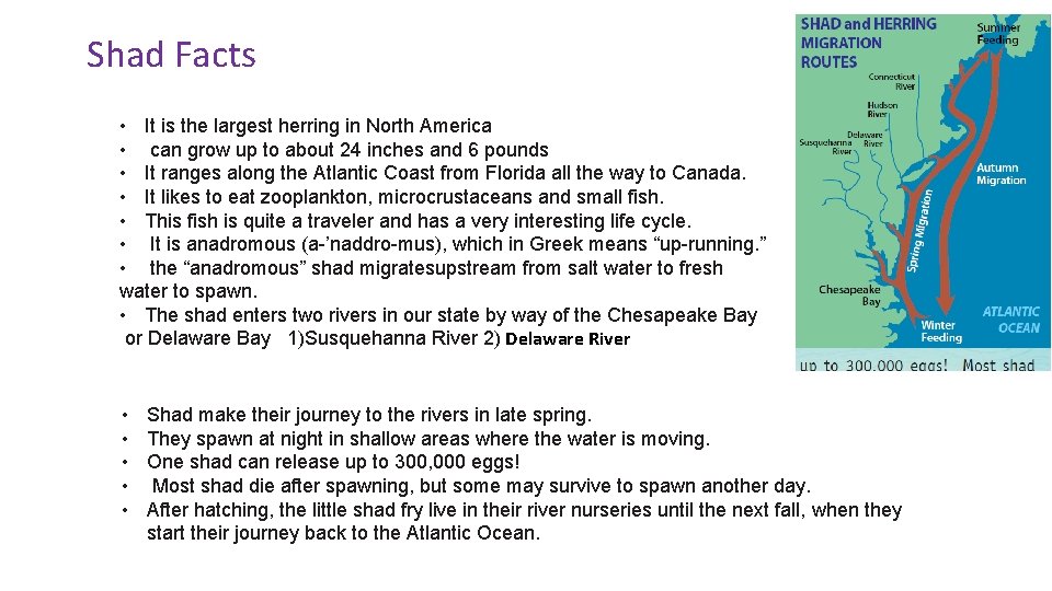 Shad Facts • It is the largest herring in North America • can grow