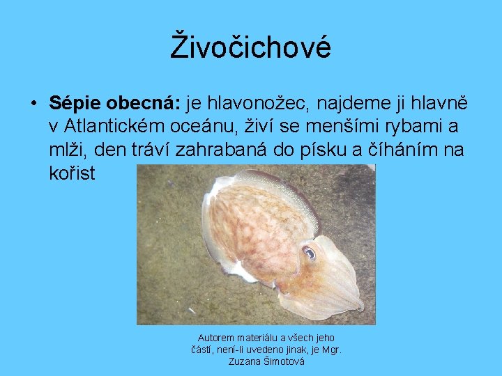 Živočichové • Sépie obecná: je hlavonožec, najdeme ji hlavně v Atlantickém oceánu, živí se
