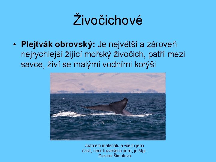 Živočichové • Plejtvák obrovský: Je největší a zároveň nejrychlejší žijící mořský živočich, patří mezi