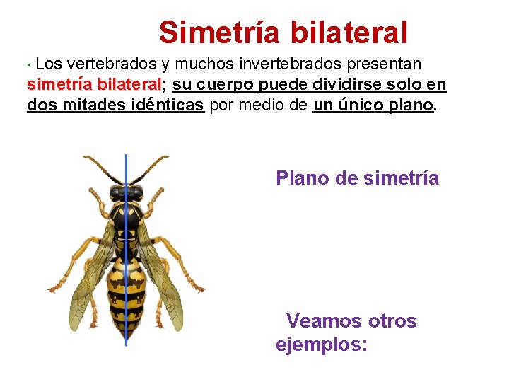 Simetría bilateral • Los vertebrados y muchos invertebrados presentan simetría bilateral; bilateral su cuerpo