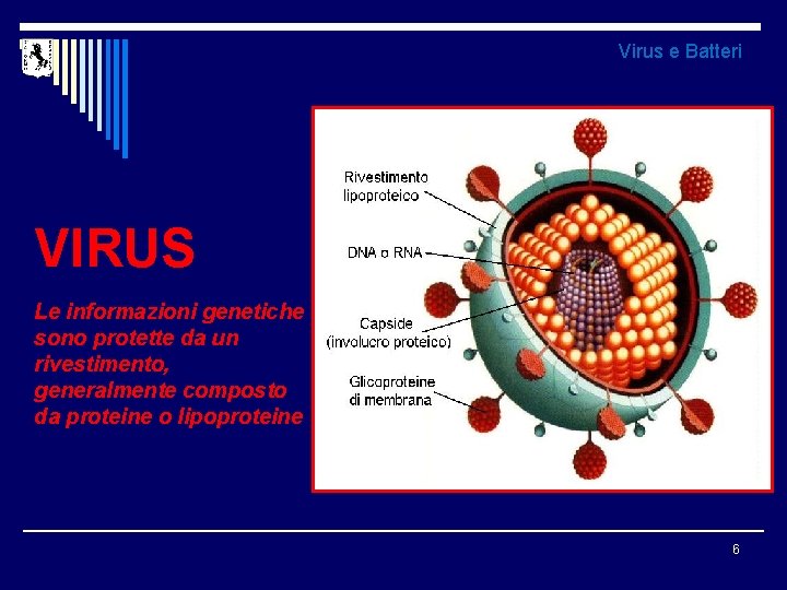 Virus e Batteri VIRUS Le informazioni genetiche sono protette da un rivestimento, generalmente composto
