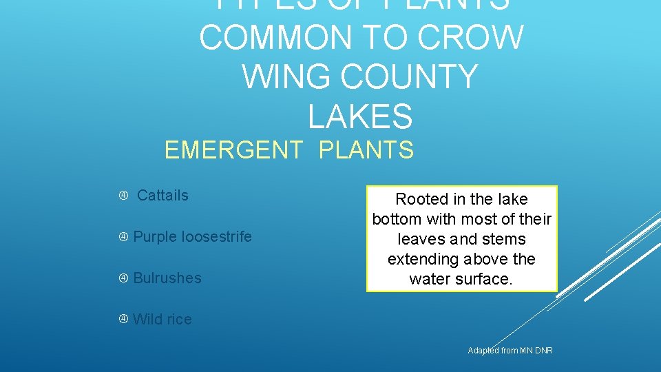 TYPES OF PLANTS COMMON TO CROW WING COUNTY LAKES EMERGENT PLANTS Cattails Purple loosestrife