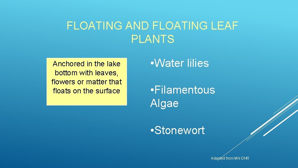 FLOATING AND FLOATING LEAF PLANTS Anchored in the lake bottom with leaves, flowers or