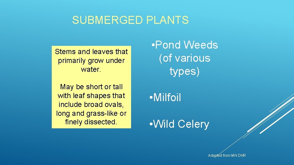 SUBMERGED PLANTS Stems and leaves that primarily grow under water. May be short or