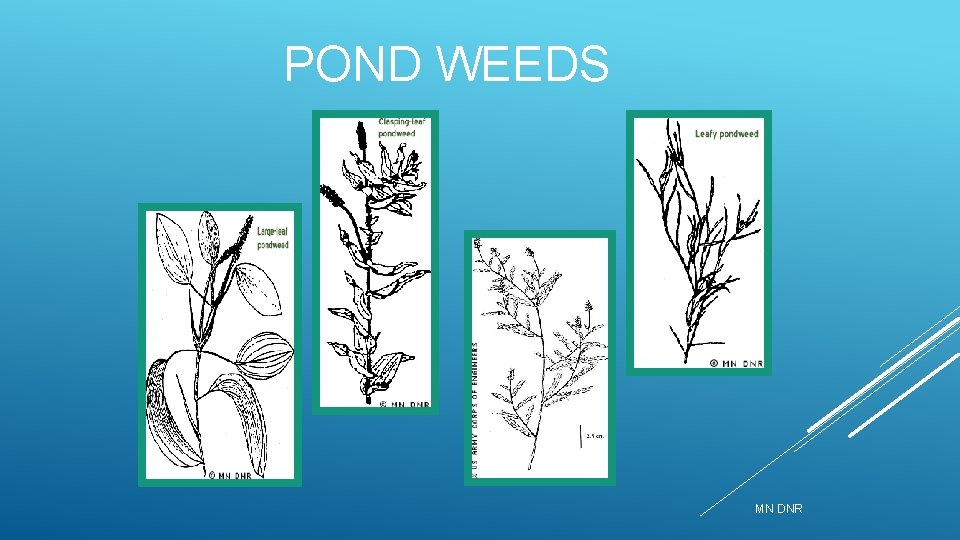 POND WEEDS MN DNR 